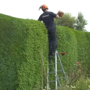hedging-trimming hedging-trimming